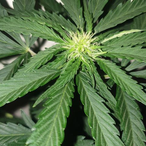 BlueDream 5 2025 growlog timeline photo