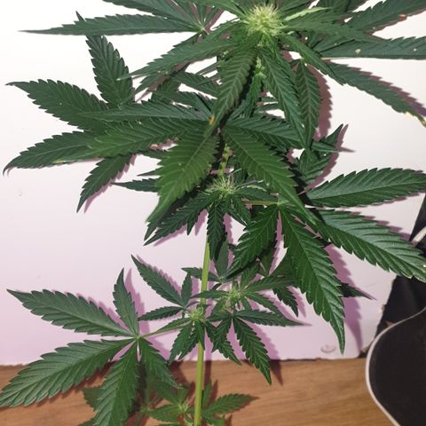 BlueDream 5 2025 growlog timeline photo