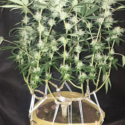Blue Kush 3 2024/25 growlog timeline photo