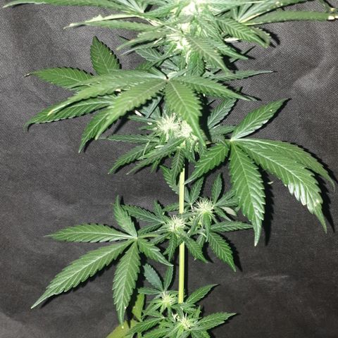 BlueDream 5 2025 growlog timeline photo