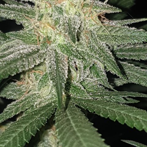 Blue Kush 3 2024/25 growlog timeline photo