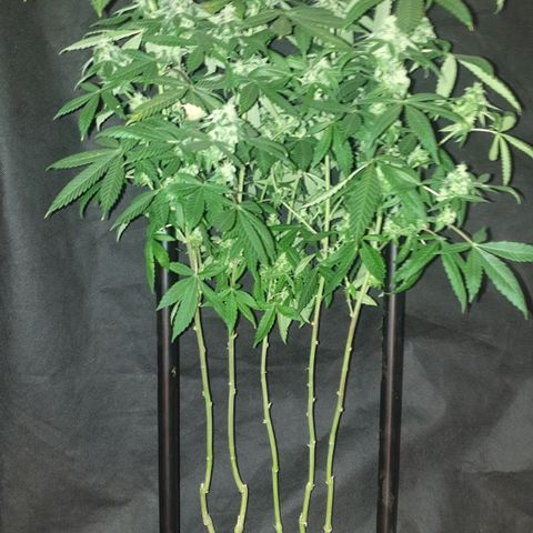 Unknown 1 2024/25 growlog timeline photo