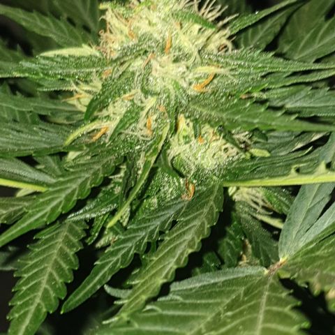BlueDream 5 2025 growlog timeline photo