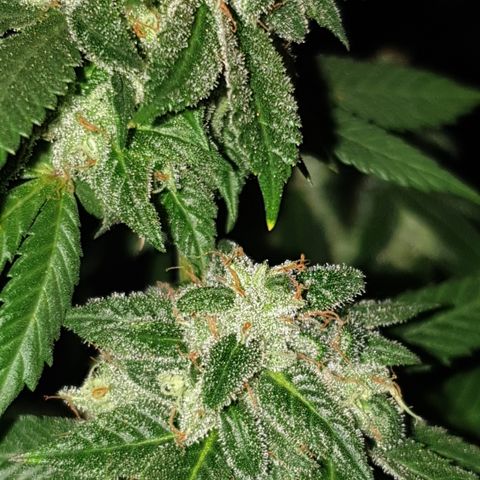 Unknown 1 2024/25 growlog timeline photo