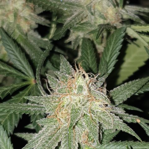 Blue Kush 3 2024/25 growlog timeline photo
