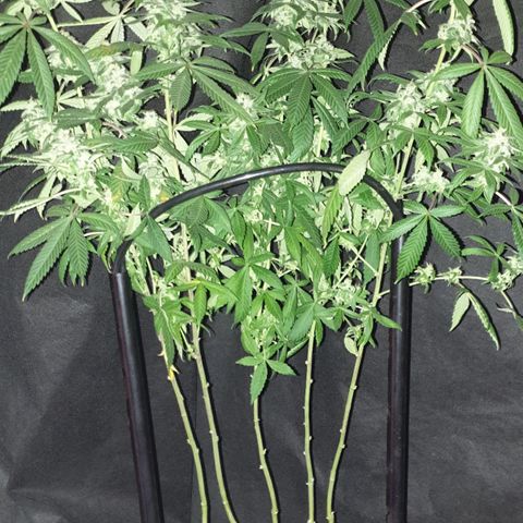 Unknown 1 2024/25 growlog timeline photo