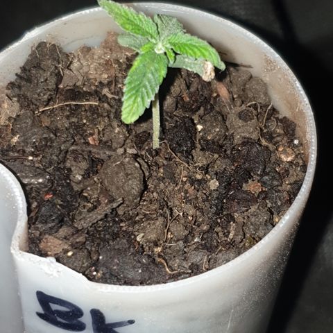 Blue kush 6 2025 growlog timeline photo