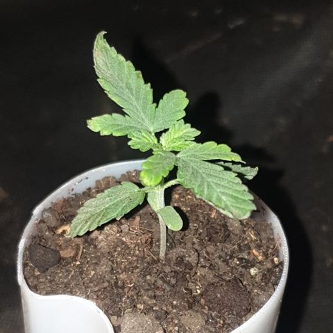 Special Q 2025 growlog timeline photo