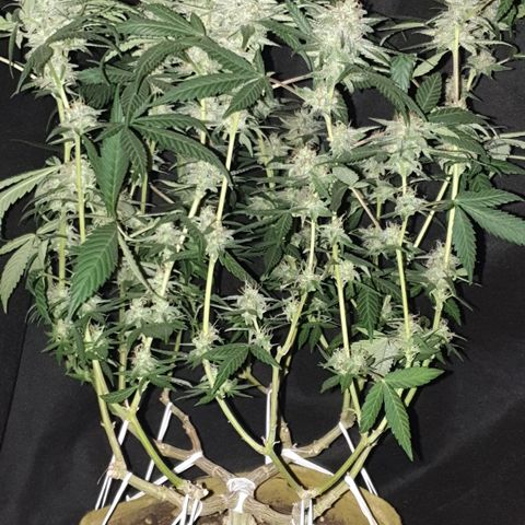 Blue Kush 3 2024/25 growlog timeline photo