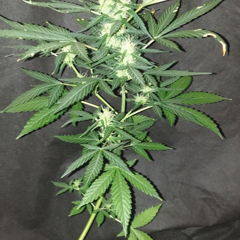 AmzXRedP 2 2025 growlog timeline photo
