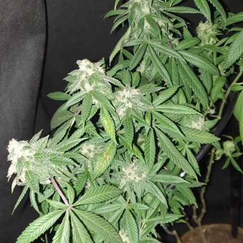 Unknown 1 2024/25 growlog timeline photo