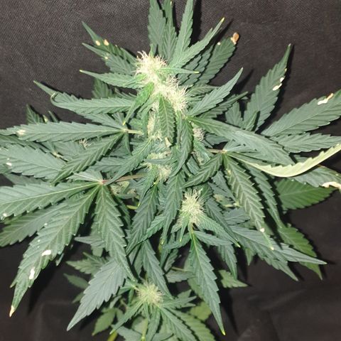 AmzXRedP 2 2025 growlog timeline photo