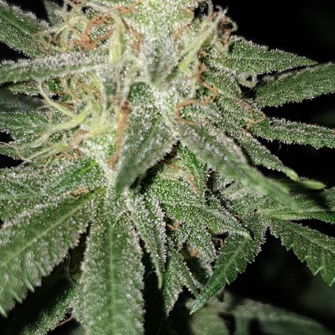 Blue Kush 3 2024/25 growlog timeline photo