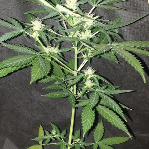 AmzXRedP 2 2025 growlog timeline photo