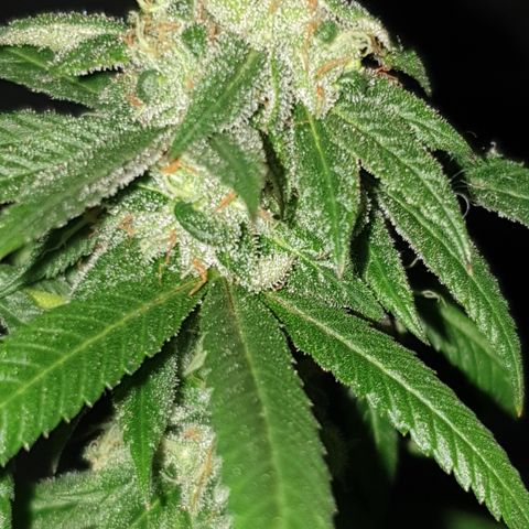 Unknown 1 2024/25 growlog timeline photo
