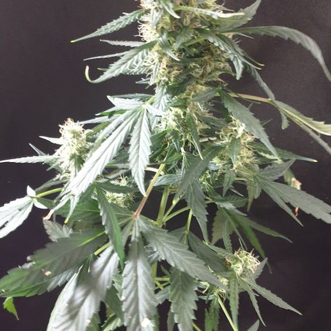 AmzXRedP 2 2025 growlog timeline photo
