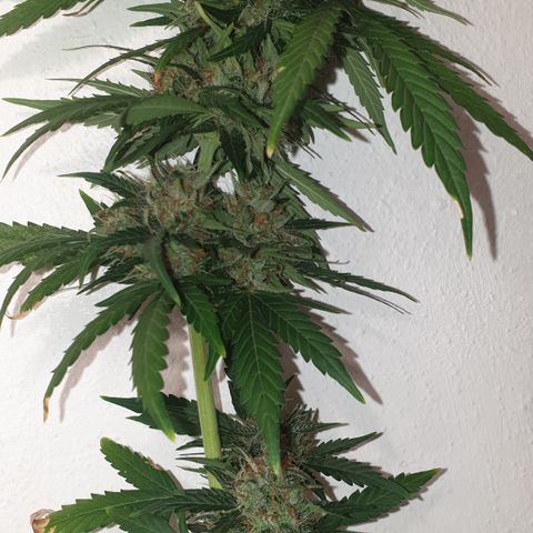 BlueDream 5 2025 growlog timeline photo