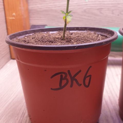 Blue kush 6 2025 growlog timeline photo