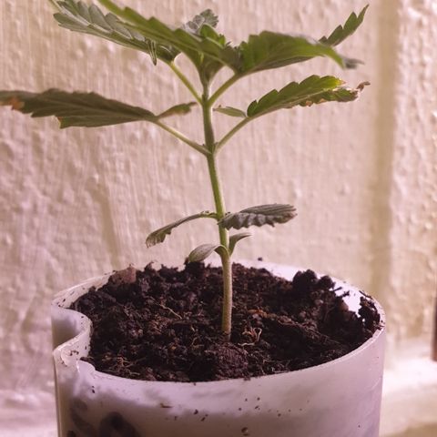 Special Q 2025 growlog timeline photo