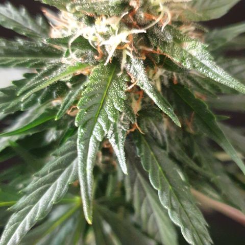 BlueDream 5 2025 growlog timeline photo