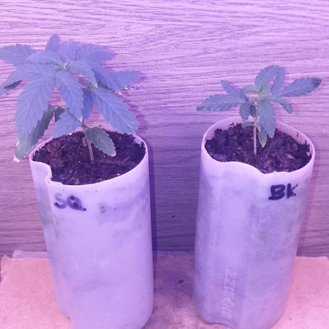 Special Q 2025 growlog timeline photo