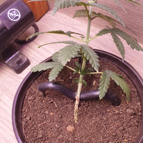 Special Q 2025 growlog timeline photo