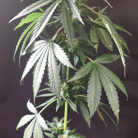 BlueDream 5 2025 growlog timeline photo