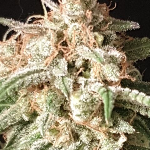 Blue Kush 3 2024/25 growlog timeline photo