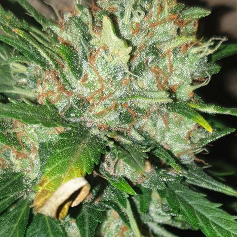 BlueDream 5 2025 growlog timeline photo