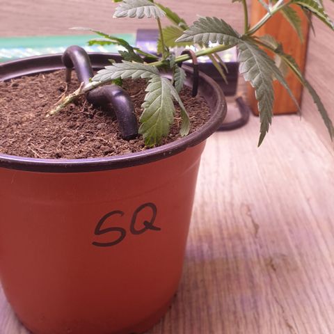 Special Q 2025 growlog timeline photo