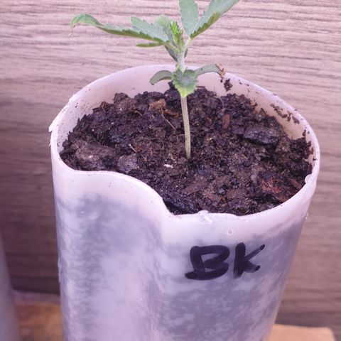 Blue kush 6 2025 growlog timeline photo