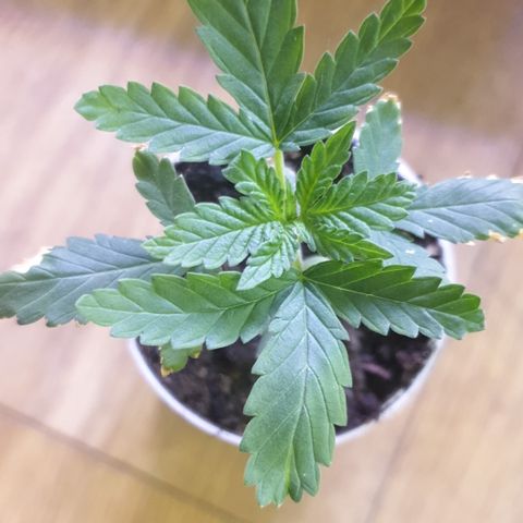 Special Q 2025 growlog timeline photo