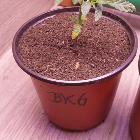 Blue kush 6 2025 growlog timeline photo