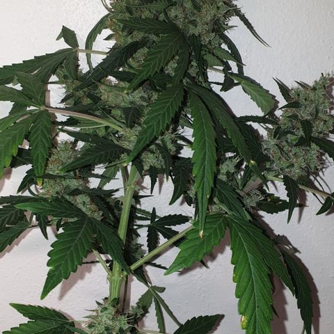 AmzXRedP 2 2025 growlog timeline photo