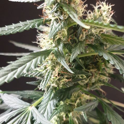 AmzXRedP 2 2025 growlog timeline photo