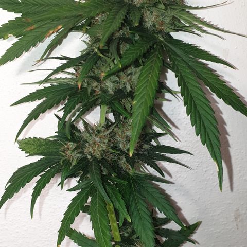 BlueDream 5 2025 growlog timeline photo