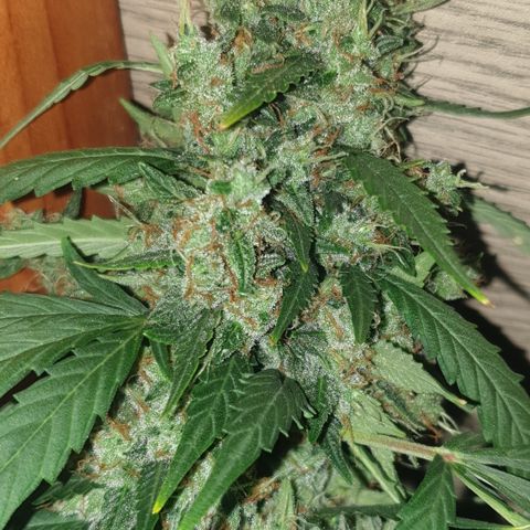 AmzXRedP 2 2025 growlog timeline photo