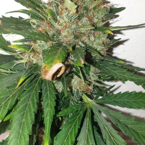 BlueDream 5 2025 growlog timeline photo
