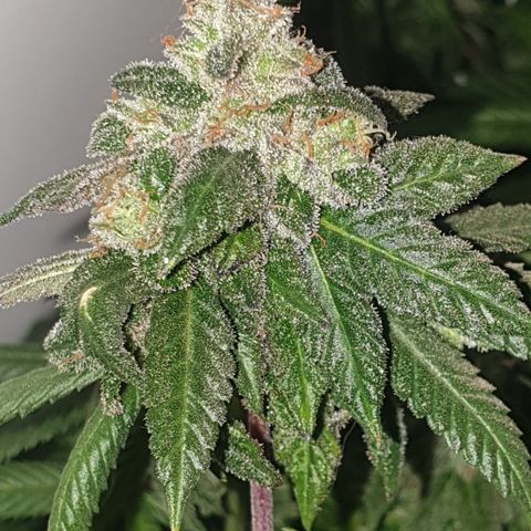 Unknown 1 2024/25 growlog timeline photo