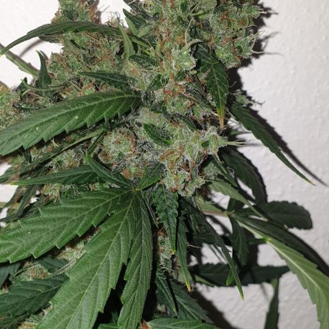AmzXRedP 2 2025 growlog timeline photo
