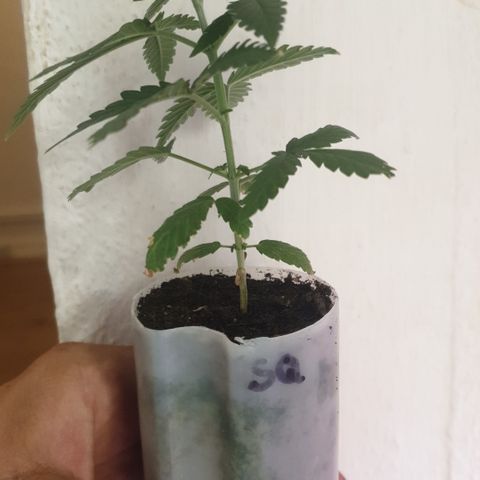 Special Q 2025 growlog timeline photo