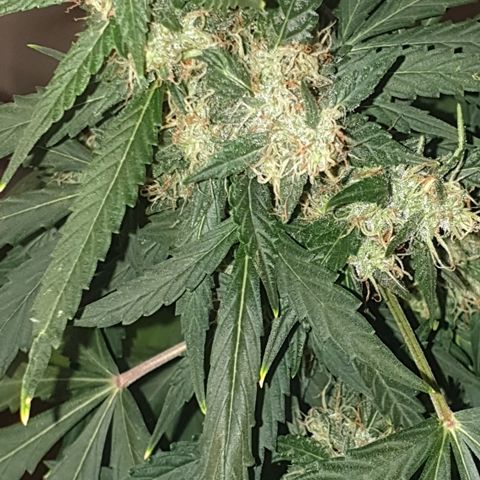 AmzXRedP 2 2025 growlog timeline photo