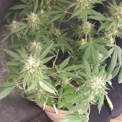 Blue Kush 3 2024/25 growlog timeline photo
