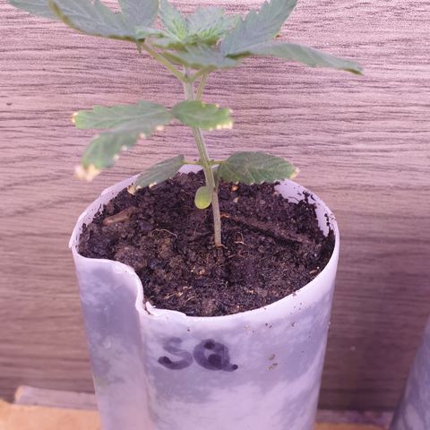 Special Q 2025 growlog timeline photo