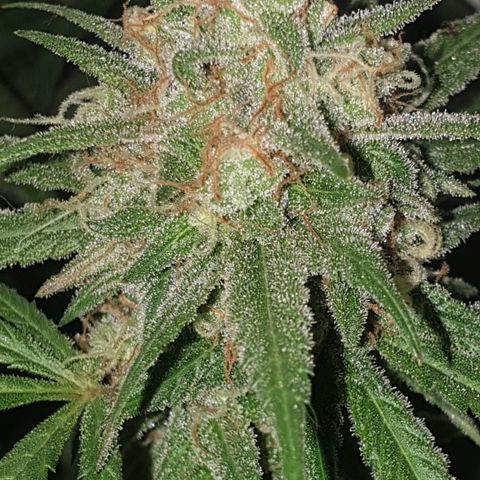 Blue Kush 3 2024/25 growlog timeline photo