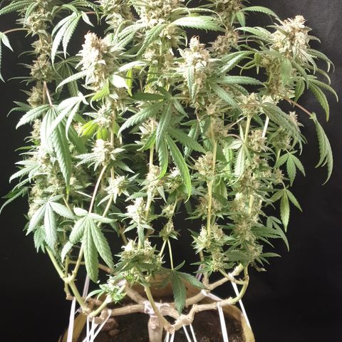 Blue Kush 3 2024/25 growlog timeline photo