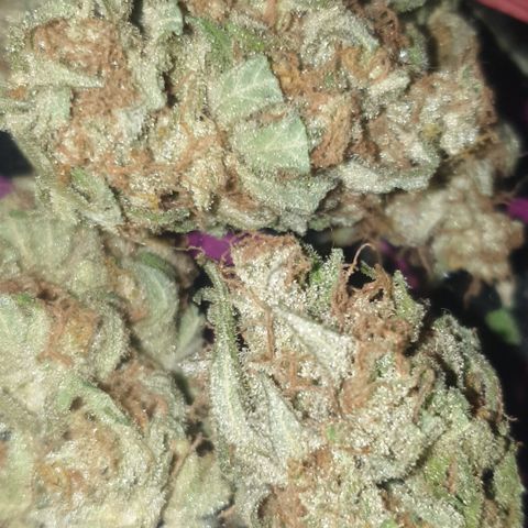 Blue Kush 3 2024/25 growlog timeline photo