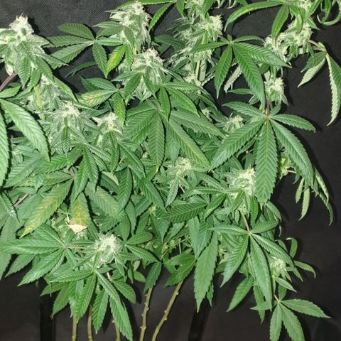 Unknown 1 2024/25 growlog timeline photo