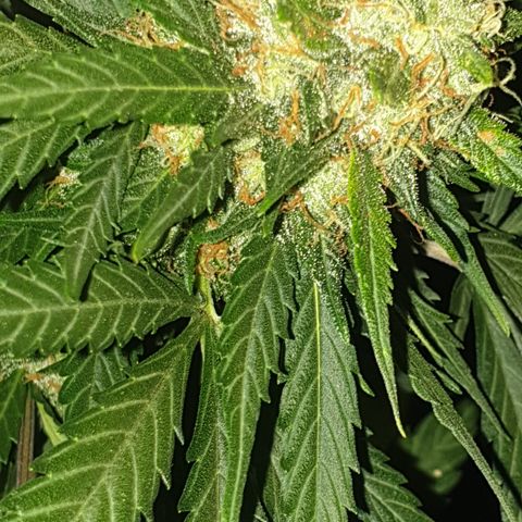 BlueDream 5 2025 growlog timeline photo