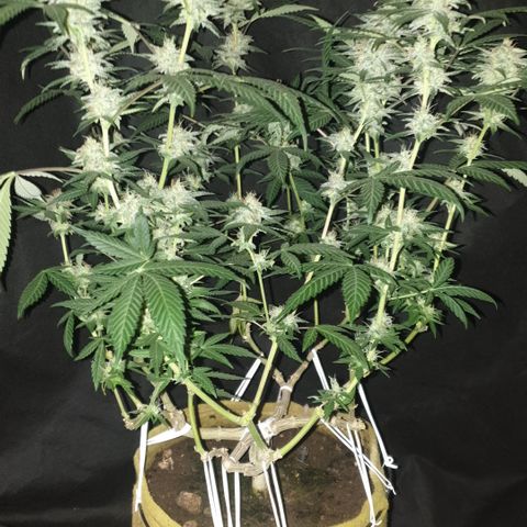 Blue Kush 3 2024/25 growlog timeline photo